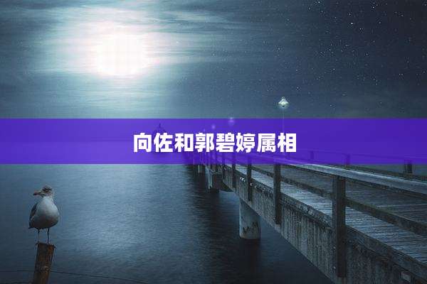 向佐和郭碧婷属相