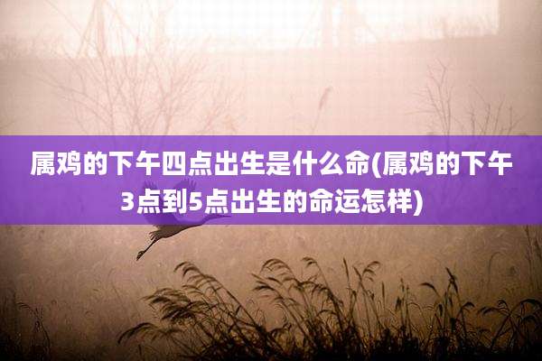 属鸡的下午四点出生是什么命(属鸡的下午3点到5点出生的命运怎样)
