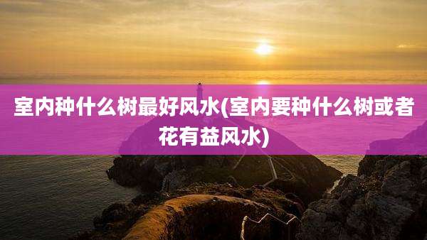 室内种什么树最好风水(室内要种什么树或者花有益风水)