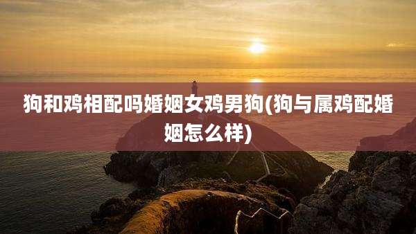 狗和鸡相配吗婚姻女鸡男狗(狗与属鸡配婚姻怎么样)