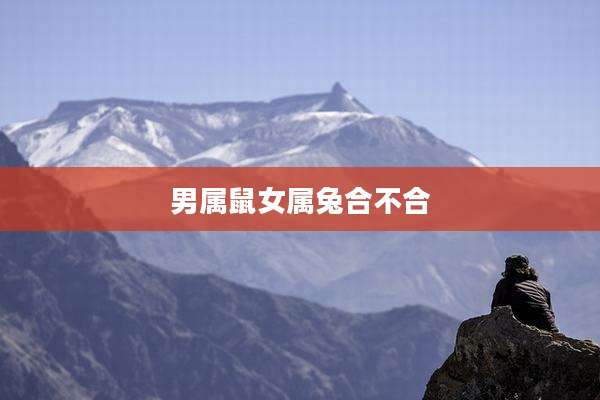 男属鼠女属兔合不合