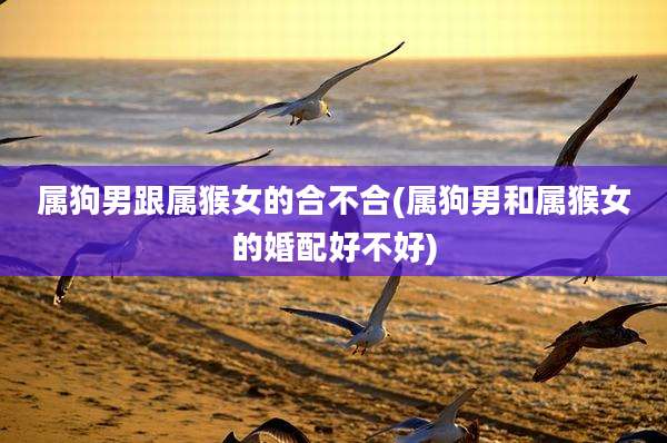 属狗男跟属猴女的合不合(属狗男和属猴女的婚配好不好)