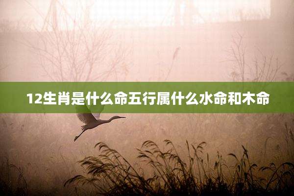 12生肖是什么命五行属什么水命和木命