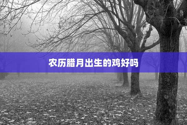 农历腊月出生的鸡好吗
