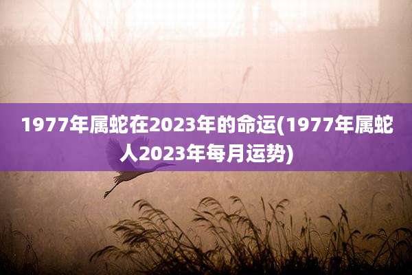 1977年属蛇在2023年的命运(1977年属蛇人2023年每月运势)