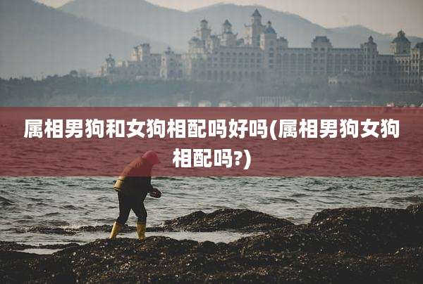 属相男狗和女狗相配吗好吗(属相男狗女狗相配吗?)