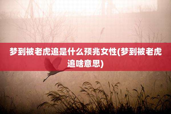 梦到被老虎追是什么预兆女性(梦到被老虎追啥意思)