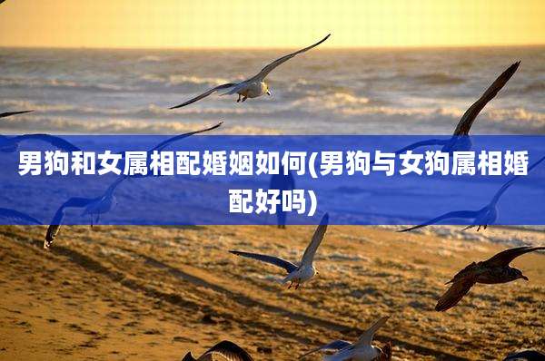 男狗和女属相配婚姻如何(男狗与女狗属相婚配好吗)