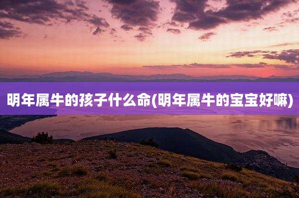 明年属牛的孩子什么命(明年属牛的宝宝好嘛)