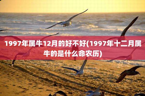 1997年属牛12月的好不好(1997年十二月属牛的是什么命农历)
