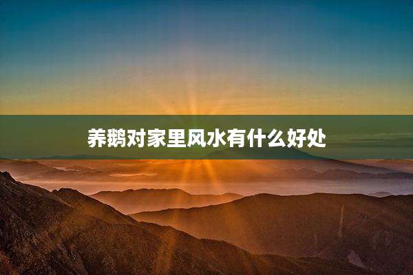 养鹅对家里风水有什么好处