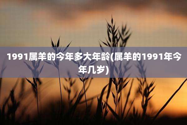 1991属羊的今年多大年龄(属羊的1991年今年几岁)