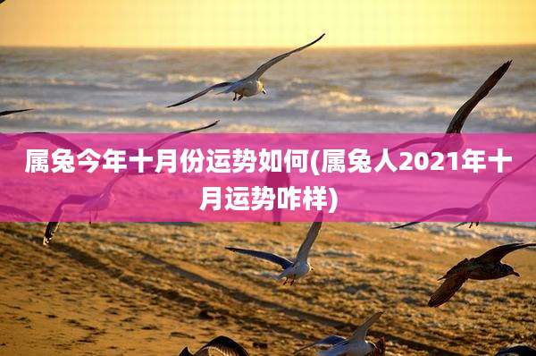 属兔今年十月份运势如何(属兔人2021年十月运势咋样)
