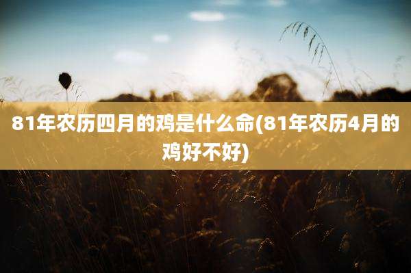 81年农历四月的鸡是什么命(81年农历4月的鸡好不好)
