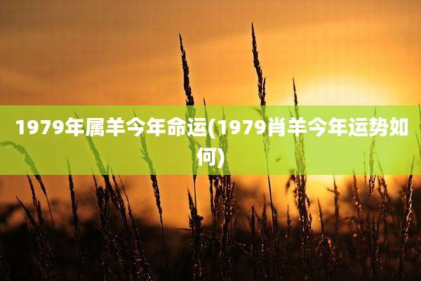 1979年属羊今年命运(1979肖羊今年运势如何)