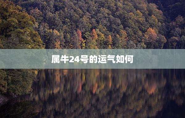 属牛24号的运气如何