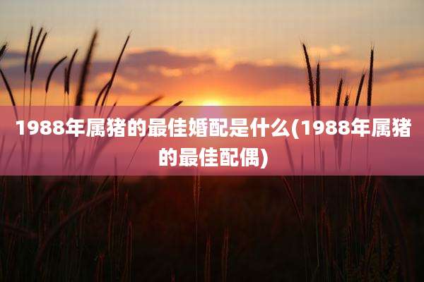 1988年属猪的最佳婚配是什么(1988年属猪的最佳配偶)