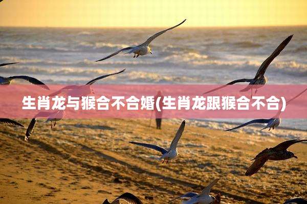 生肖龙与猴合不合婚(生肖龙跟猴合不合)
