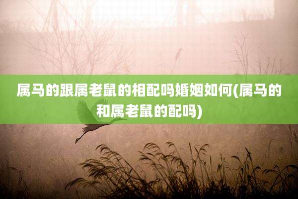 属马的跟属老鼠的相配吗婚姻如何(属马的和属老鼠的配吗)