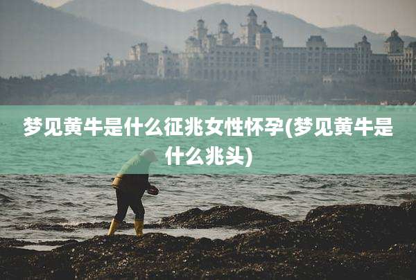 梦见黄牛是什么征兆女性怀孕(梦见黄牛是什么兆头)