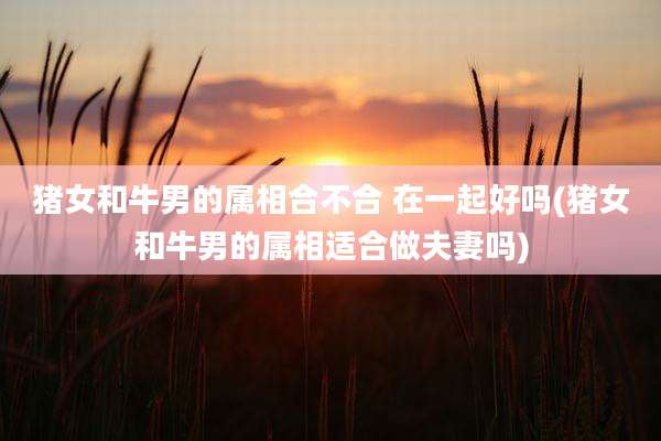 猪女和牛男的属相合不合 在一起好吗(猪女和牛男的属相适合做夫妻吗)