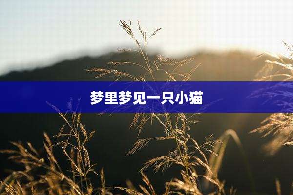 梦里梦见一只小猫