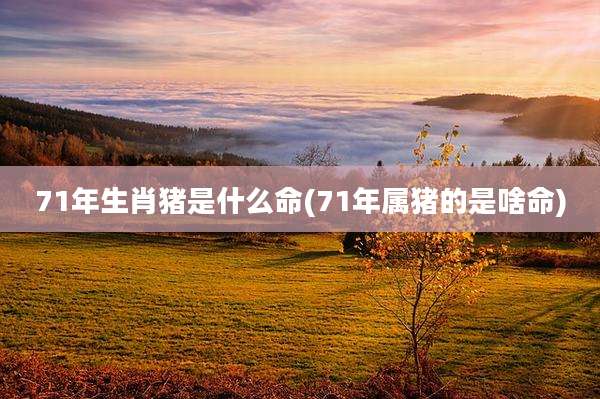 71年生肖猪是什么命(71年属猪的是啥命)