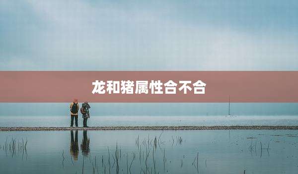 龙和猪属性合不合