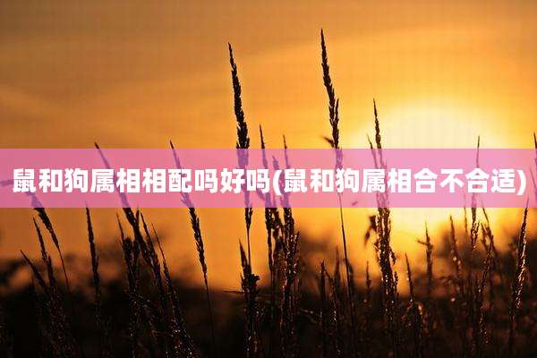 鼠和狗属相相配吗好吗(鼠和狗属相合不合适)