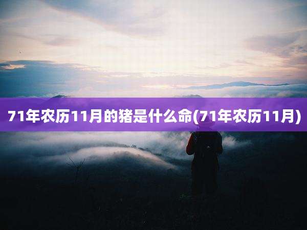 71年农历11月的猪是什么命(71年农历11月)