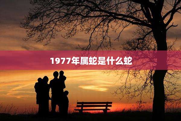 1977年属蛇是什么蛇