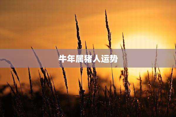 牛年属猪人运势