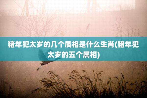 猪年犯太岁的几个属相是什么生肖(猪年犯太岁的五个属相)