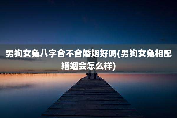男狗女兔八字合不合婚姻好吗(男狗女兔相配婚姻会怎么样)