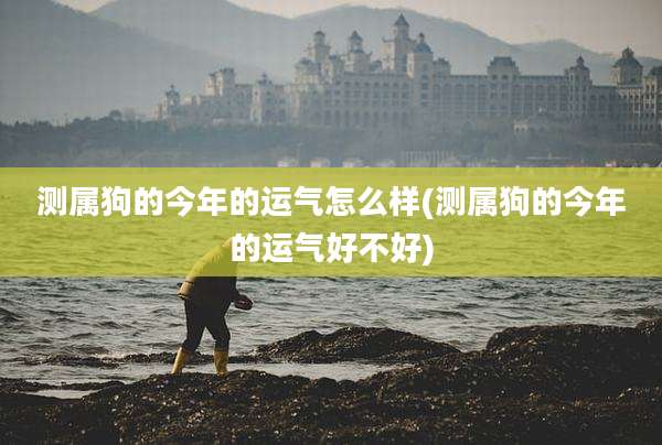 测属狗的今年的运气怎么样(测属狗的今年的运气好不好)