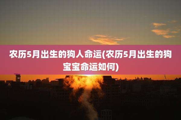 农历5月出生的狗人命运(农历5月出生的狗宝宝命运如何)