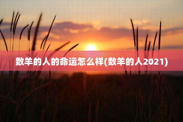 数羊的人的命运怎么样(数羊的人2021)