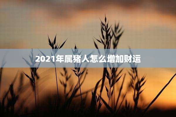 2021年属猪人怎么增加财运