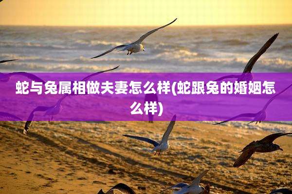 蛇与兔属相做夫妻怎么样(蛇跟兔的婚姻怎么样)