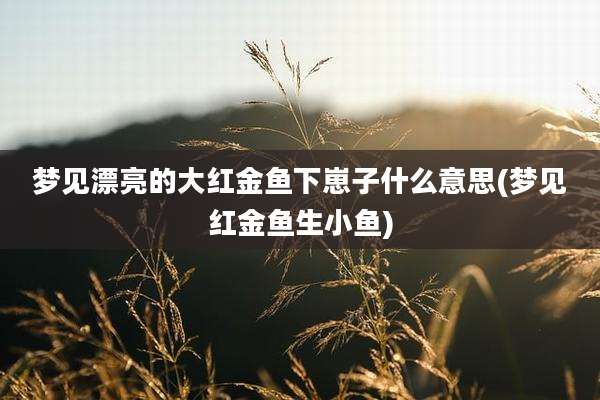 梦见漂亮的大红金鱼下崽子什么意思(梦见红金鱼生小鱼)