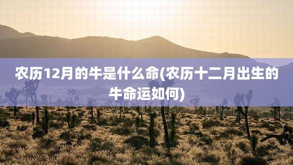农历12月的牛是什么命(农历十二月出生的牛命运如何)