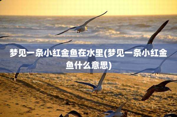 梦见一条小红金鱼在水里(梦见一条小红金鱼什么意思)