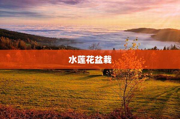 水莲花盆栽