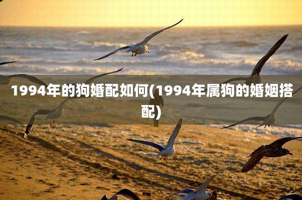 1994年的狗婚配如何(1994年属狗的婚姻搭配)