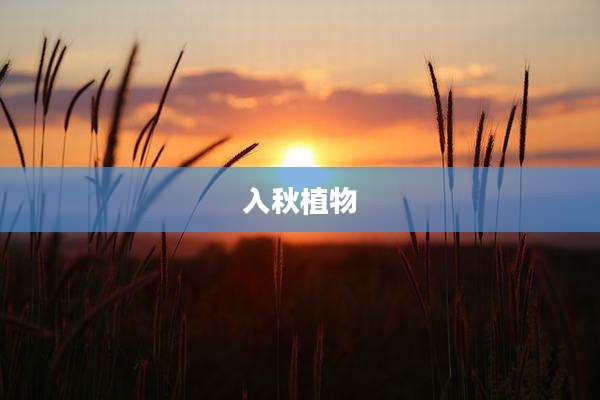 入秋植物