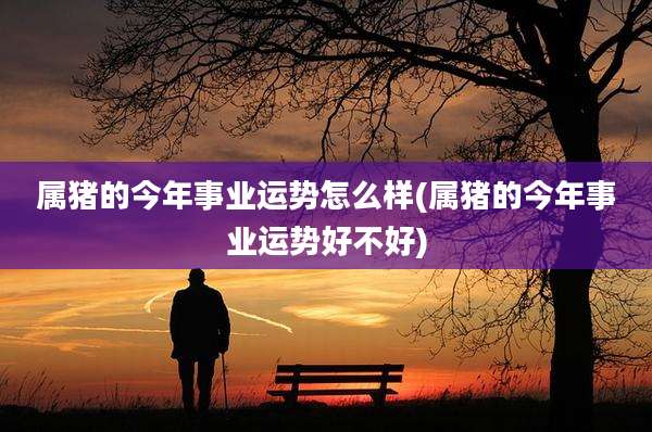属猪的今年事业运势怎么样(属猪的今年事业运势好不好)