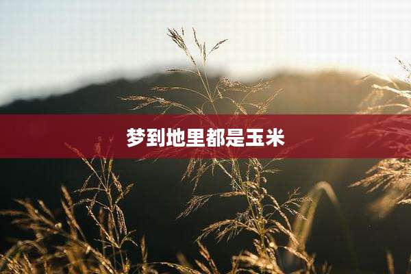梦到地里都是玉米