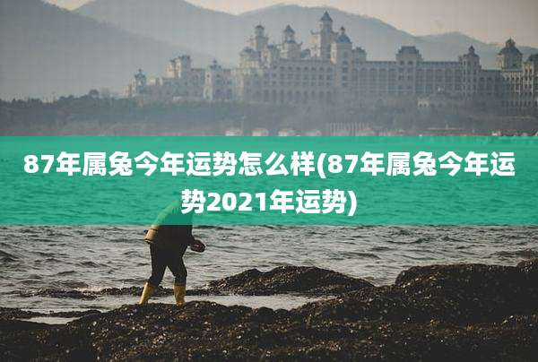 87年属兔今年运势怎么样(87年属兔今年运势2021年运势)