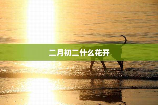 二月初二什么花开