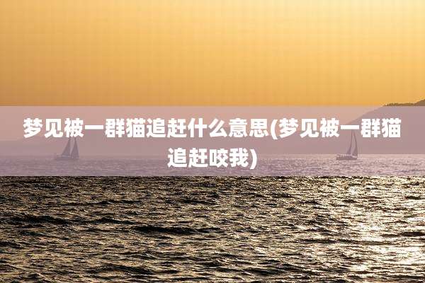 梦见被一群猫追赶什么意思(梦见被一群猫追赶咬我)